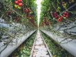 vertical vegetable garden