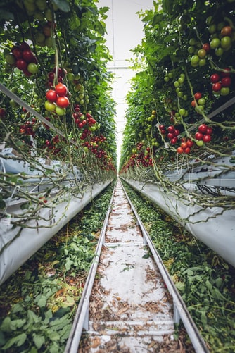 vertical vegetable garden