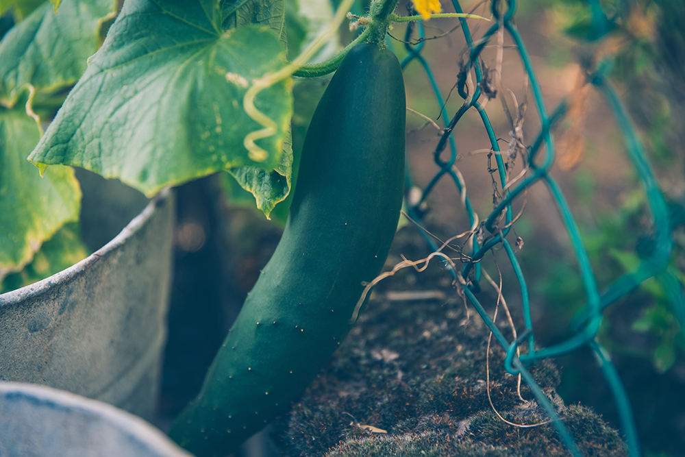 vegetable garden design 2