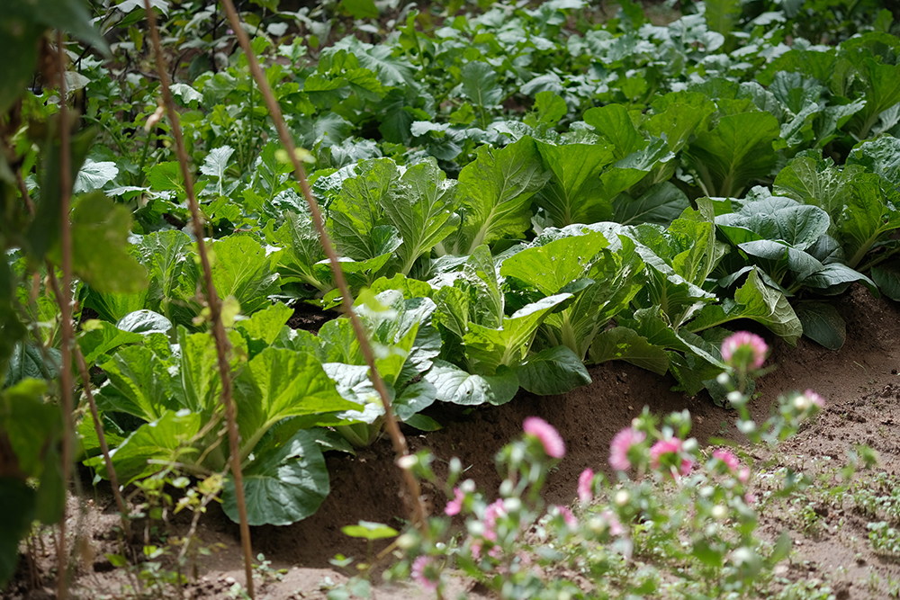 vegetable garden design 3