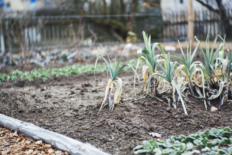 vegetable garden design featured image